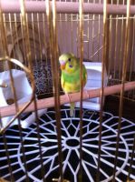 Лот: 6628607. Фото: 5. Красивая , большая клетка на подставке...