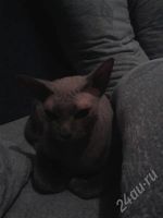 Лот: 217735. Фото: 3. кошечка Сфинкс. Растения и животные