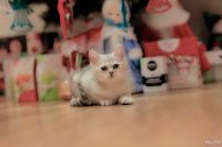 Лот: 11055129. Фото: 5. Продам британского котенка - котик...