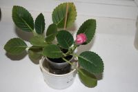 Лот: 4236810. Фото: 3. Глоксиния красная простая 4. Растения и животные