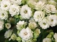 Лот: 7987282. Фото: 3. Каланхоэ МИКС белое. Молодое растение... Растения и животные