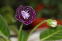 Лот: 3012895. Фото: 3. Глоксиния 31 (цветущая). Растения и животные