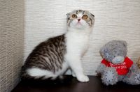 Лот: 9593292. Фото: 7. Шотландские малыши вислоушка и...