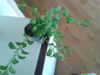 Лот: 3877536. Фото: 3. Петуния по типу сурфиния Diamond... Растения и животные