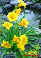 Лот: 832984. Фото: 2. Лилейник "Stella de Oro" многолетний... Семена, рассада, садовые растения