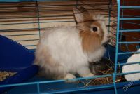 Лот: 1636892. Фото: 3. декоративный кролик со всеми причендалами. Растения и животные