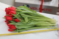 Лот: 3617091. Фото: 10. Тюльпаны к 8 МАРТА! Крупный и...