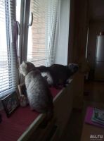 Лот: 13473442. Фото: 4. Британцы недорого. Красноярск