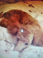 Лот: 16842743. Фото: 3. пудель (мальчик). Растения и животные