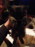Лот: 8922947. Фото: 3. Котята Сибирские. Растения и животные
