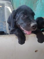 Лот: 23491725. Фото: 3. Щенок кане-корсо. Растения и животные