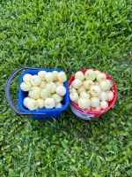 Лот: 25662877. Фото: 2. Яблочки. Продукты