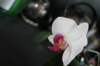 Лот: 2407891. Фото: 3. Орхидея. Растения и животные