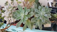 Лот: 11609237. Фото: 2. Эхеверия pulvinata stricta (суккулент... Комнатные растения и уход
