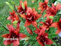 Лот: 11057996. Фото: 4. Лилия Гаучо (ОТ-гибриды)Лавон... Красноярск