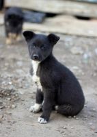 Лот: 6569468. Фото: 3. Щенки, мальчики и девочки 2-3мес... Растения и животные