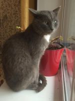 Лот: 6305154. Фото: 3. Отдадим кота мыше/крысо -лова... Растения и животные