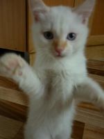 Лот: 4018913. Фото: 2. Котенок красивенький голубоглазый... Животные и уход