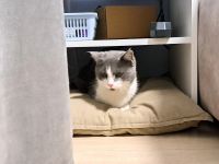 Лот: 25900266. Фото: 2. Котик 1.5 месяца ищет любящих... Красноярск