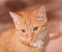 Лот: 6987937. Фото: 3. Молодой котик бесплатно. Растения и животные