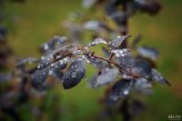 Лот: 9320532. Фото: 5. Nikon af-s Nikkor 50mm 1.8G