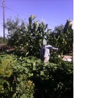 Лот: 8391952. Фото: 4. кукуруза разноцветная и Черная... Красноярск