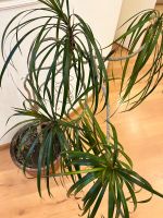 Лот: 22169167. Фото: 2. Драцена пальма в глиняном керамическом... Комнатные растения и уход