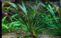 Лот: 16305650. Фото: 3. Эхинодорус Триколор (Echinodorus... Растения и животные