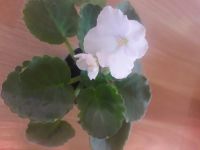 Лот: 11652086. Фото: 2. Фиалка белоснежная цветущая. Комнатные растения и уход