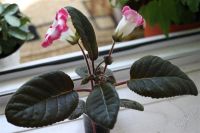 Лот: 2882579. Фото: 2. Глоксиния 26 (цветет). Комнатные растения и уход