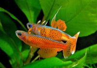 Лот: 16824627. Фото: 2. псевдомугил Паскай Pseudomugil... Аквариумистика