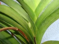 Лот: 1058814. Фото: 3. орхидея ванда sansai blue с цветоносом. Растения и животные