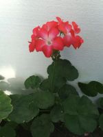 Лот: 6005843. Фото: 2. Пеларгония Ред Пикоти (цветущее... Комнатные растения и уход