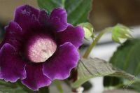 Лот: 2882587. Фото: 3. Глоксиния 27 (цветущее растение... Растения и животные