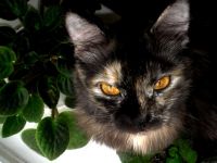 Лот: 4677606. Фото: 3. фотоаппарат samsung s1070 + чехол... Фото, видеокамеры, оптика