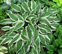 Лот: 9524361. Фото: 2. хоста Гинко Крейг ( hosta Ginko... Семена, рассада, садовые растения