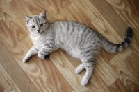 Лот: 9763726. Фото: 2. Британский Котенок (Британец). Животные и уход