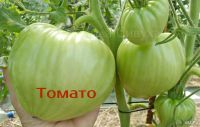 Лот: 8486728. Фото: 3. Семена томатов сорт " Томато". Для дачи, дома, огорода, бани, парка