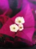 Лот: 7728498. Фото: 4. Сортовая бугенвиллея,бугенвиллия... Красноярск