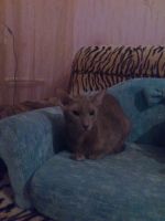 Лот: 3285035. Фото: 3. отдам Кота Ориентальной породы. Растения и животные