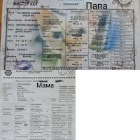 Лот: 20617655. Фото: 6. Котенок британская золотая шиншилла...