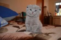 Лот: 2110498. Фото: 3. Шотландский котенок!). Растения и животные