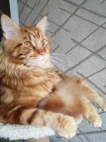 Лот: 17885025. Фото: 5. Котёнок мейн-кун