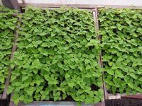 Лот: 7442616. Фото: 15. Продаем рассаду . Большой ассортимент...