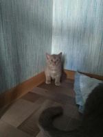 Лот: 8085435. Фото: 3. Прямоухий котенок от шотландской... Растения и животные