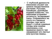 Лот: 25770005. Фото: 4. Лимонник Китайский. саженцы. Красноярск