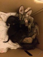 Лот: 5673950. Фото: 3. котята донского сфинкса. Растения и животные