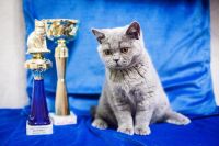 Лот: 6191468. Фото: 7. Британские плюшевые котята