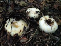 Лот: 1103063. Фото: 2. поеду в сторону Кызыла в пятницу... Продукты