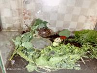 Лот: 25555395. Фото: 2. Аквариум 44 * 21,5* 26,5 см, 25... Аквариумистика